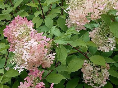 Yeşilliklerle dolu bir ortanca. Çalıların parlak çiçeklerle bir kontrast oluşturan koyu yeşil yaprakları vardır. Cilt yüzeyi genelde koni biçiminde olur..