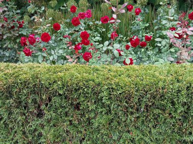 Ön planda, muhtemelen boxwood veya thuja olmak üzere düzgünce kırpılmış bir çalı çalısı bulunuyor. Çitin arkasında yemyeşil yaprakları ve sayısız çiçekleri olan kırmızı güllerden oluşan gür bir çalılık var..