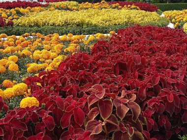 Parlak renkli süs bitkilerinin olduğu bir çiçek tarhı. Ön planda koyu kırmızı yapraklı bitkiler, arkalarında turuncu ve sarı kadife çiçekleri vardır..