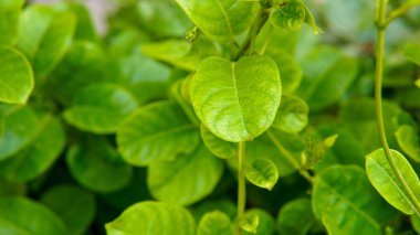 A Closeup Of A Lush Green Plant Shows Broad Heart Shaped Leaves With Prominent Veins Vibrant Beauty clipart