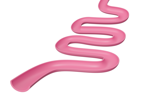 İnsan Bağırsak Modeli Sindirim Sistemi ya da Bağırsak İzi Modeli, 3 boyutlu İllüstrasyon