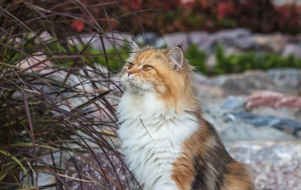 Симпатичная Кошка Фоне Природы — стоковое фото