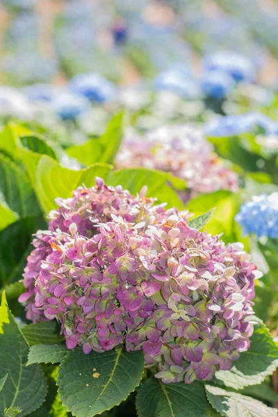 Cute Hydrangea Public Garden — Stock Photo, Image