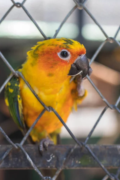 Милий Жовтий Папуга Випадок — стокове фото