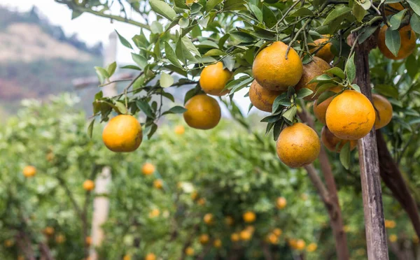 Pyszne Pomarańcze Drzewie Ogrodzie — Zdjęcie stockowe