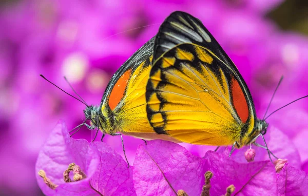Farfalla Accoppiamento Fiore Viola — Foto Stock