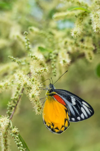 かわいい蝶の自然の背景に — ストック写真