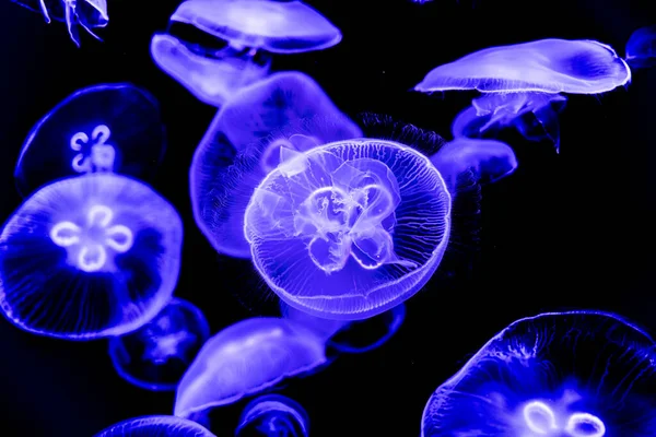 Medusas Brillantes Nadando Agua Sobre Fondo Negro Picazón Vida Silvestre — Foto de Stock