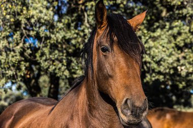 Açık kahverengi at, çayırda. Binicilik, vahşi yaşam, evcil hayvan ve evcil hayvan konsepti.