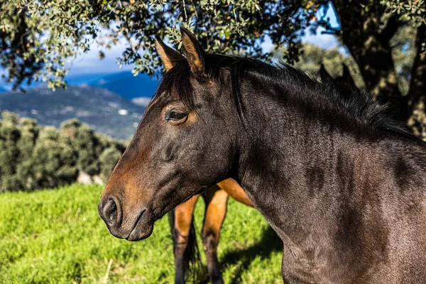 Detalj Huvudet Ljus Svart Häst Lutande Sig Ett Staket Äng — Stockfoto