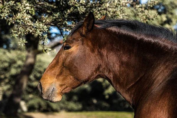 Kahverengi Atın Kafasının Ayrıntıları Doğada Bir Çayırda Binicilik Vahşi Yaşam — Stok fotoğraf