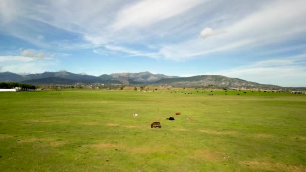 Sığırları Dağları Arka Planda Bir Yolu Olan Yeşil Bir Çayırın — Stok video