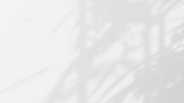 Beyaz desenli duvarın üzerinde organik gölgenin beyaz arkaplanı