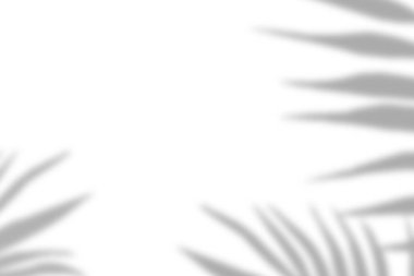 Palmiye yaprağı doğal gölgesi, ürün sunumu, arkaplan ve modelleme üzerine kaplama için, beyaz doku arka planı üzerinde etkisi