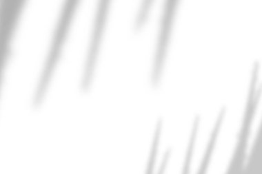 Palmiye yaprağı doğal gölgesi, ürün sunumu, arkaplan ve modelleme üzerine kaplama için, beyaz doku arka planı üzerinde etkisi