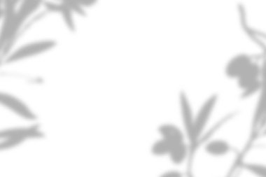 Yaprak gölgesi etkisi. tropik yapraklı beyaz arkaplan gölgeler