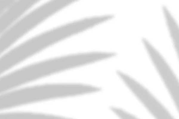 Накладка Натурального Тіні Пальмового Листя Впливає Білий Фон Текстури Накладки — стокове фото