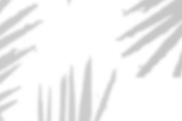 Накладка Натурального Тіні Пальмового Листя Впливає Білий Фон Текстури Накладки — стокове фото