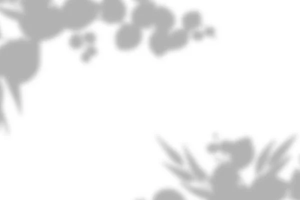 Ефект Накладання Тіней Листя Білий Фон Тінями Тропічного Листя — стокове фото