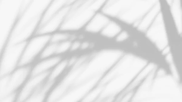 葉影オーバーレイ効果 熱帯の葉の影を持つ白い背景 — ストック写真
