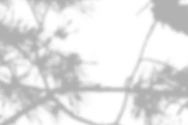 Сонячна Тінь Абстрактній Текстурі Тла Білої Стіни — стокове фото