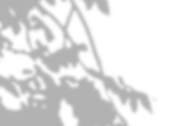 Gri yapraklar gölge ve aydınlık bulanık arkaplan beyaz duvarda, gölge örtüsü etkisi