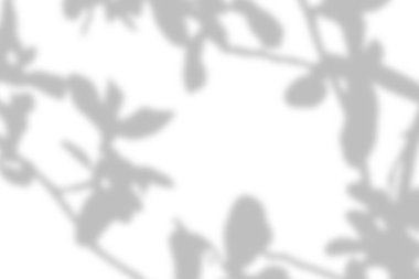 Gri yapraklar gölge ve aydınlık bulanık arkaplan beyaz duvarda, gölge örtüsü etkisi