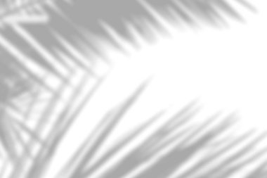 Beyaz desenli duvarın üzerindeki organik gölgenin arkaplanı