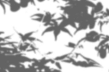 Yaprak gölgesi etkisi. Tropik yapraklı arka plan gölgeler