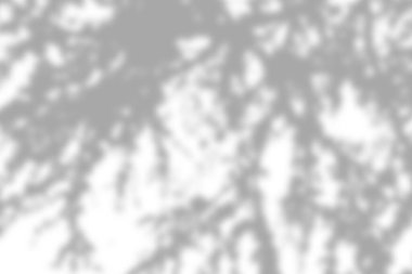 Beyaz duvarda gri yaprak gölgesi ve ışık bulanık arkaplan, gölge örtüsü etkisi