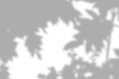 Beyaz duvarda gri yaprak gölgesi ve ışık bulanık arkaplan, gölge örtüsü etkisi