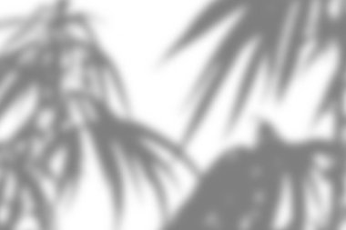 Yumuşak ve sanatsal bir gölge doğal yaprak gölgeleriyle örtüşür ve minimalist bir arka plana sahip her projeye derinlik ve doku ekler..