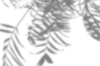 Hassas palmiye yaprağı gölgeleri karmaşık bir kalıp oluşturarak, temiz beyaz arkaplana doku ve derinlik ekler.