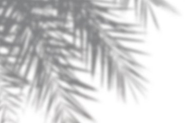 Parlak bir yüzeyde soluk palmiye yaprağı gölgeleri. Minimalist ve soyut bir kompozisyon sergiliyor..