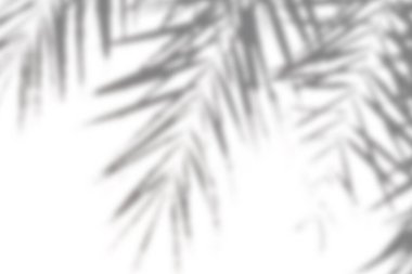 İnce palmiye yapraklı gölgeler hafif bir arkaplanda birleşerek rahatlatıcı ve organik bir his yaratıyor..