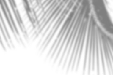 Aydınlık ve karanlık zıtlıklara odaklı sanatsal palmiye yaprağı gölgesi deseni, dingin ve doğal bir estetik sunar.