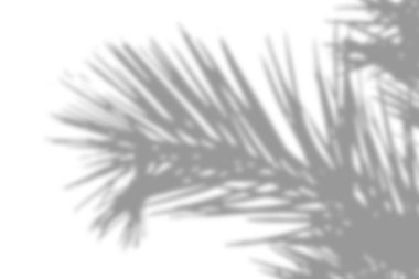 Ayrıntılı palmiye gölgesi beyaz bir zemin üzerinde oynayarak, tropikal, sakin bir ambiyansı çağrıştırıyor.