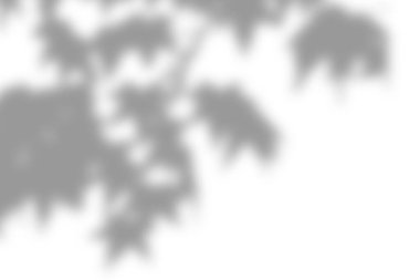 Üst köşeden düşen hassas akçaağaç yaprağı gölgesi.