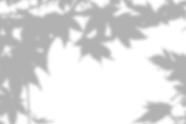 İnce yapraklı dallar, minimum organik görünüş için gölgeler bırakıyor..