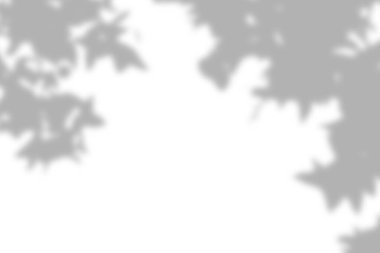 Zarif akçaağaç gölgeleri örtüyor.