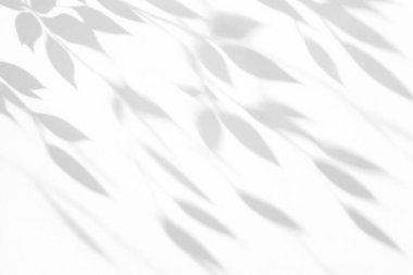 Temiz beyaz arkaplandaki yaprakların minimalist gölge oyunu.