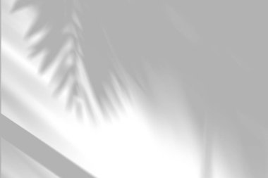 Güneşli yüzeyinde pencere gölgesi olan palmiye yaprağı silueti