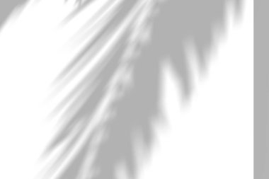 Minimalist beyaz duvar boyunca büyük tropikal yaprak gölgesi