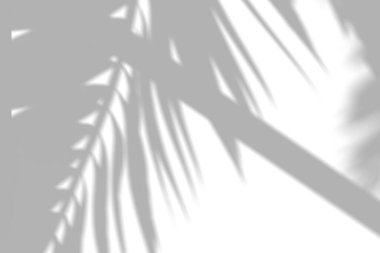 Keskin yaprak ve dallar gün ışığı altında