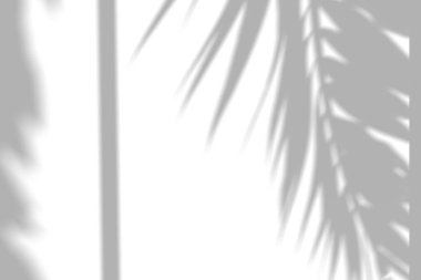 Dikey pencere ışığı desenli palmiye gölgeleri örtüşüyor