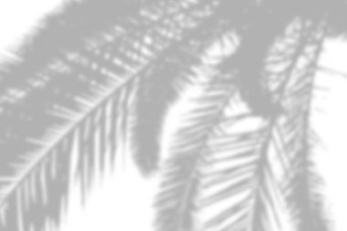 Ağaç dallarının narin gölgeleri pürüzsüz beyaz bir zemin oluşturur..