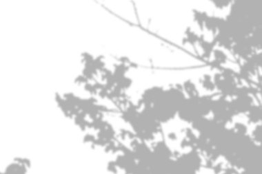 Ağaç dallarının yakın görüntüsü gölgeler, açık havada huzurlu bir atmosferi çağrıştırıyor..