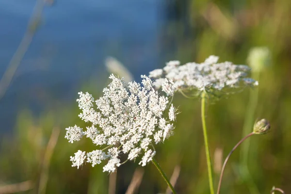 stock image Wild white flowers on the shore of the lake in Serbia. Queen Anne's lace flowers.