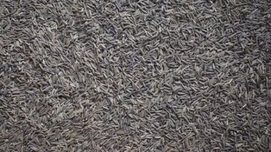 Raw whole dried bitter cumin seeds