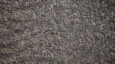 Raw whole dried bitter cumin seeds